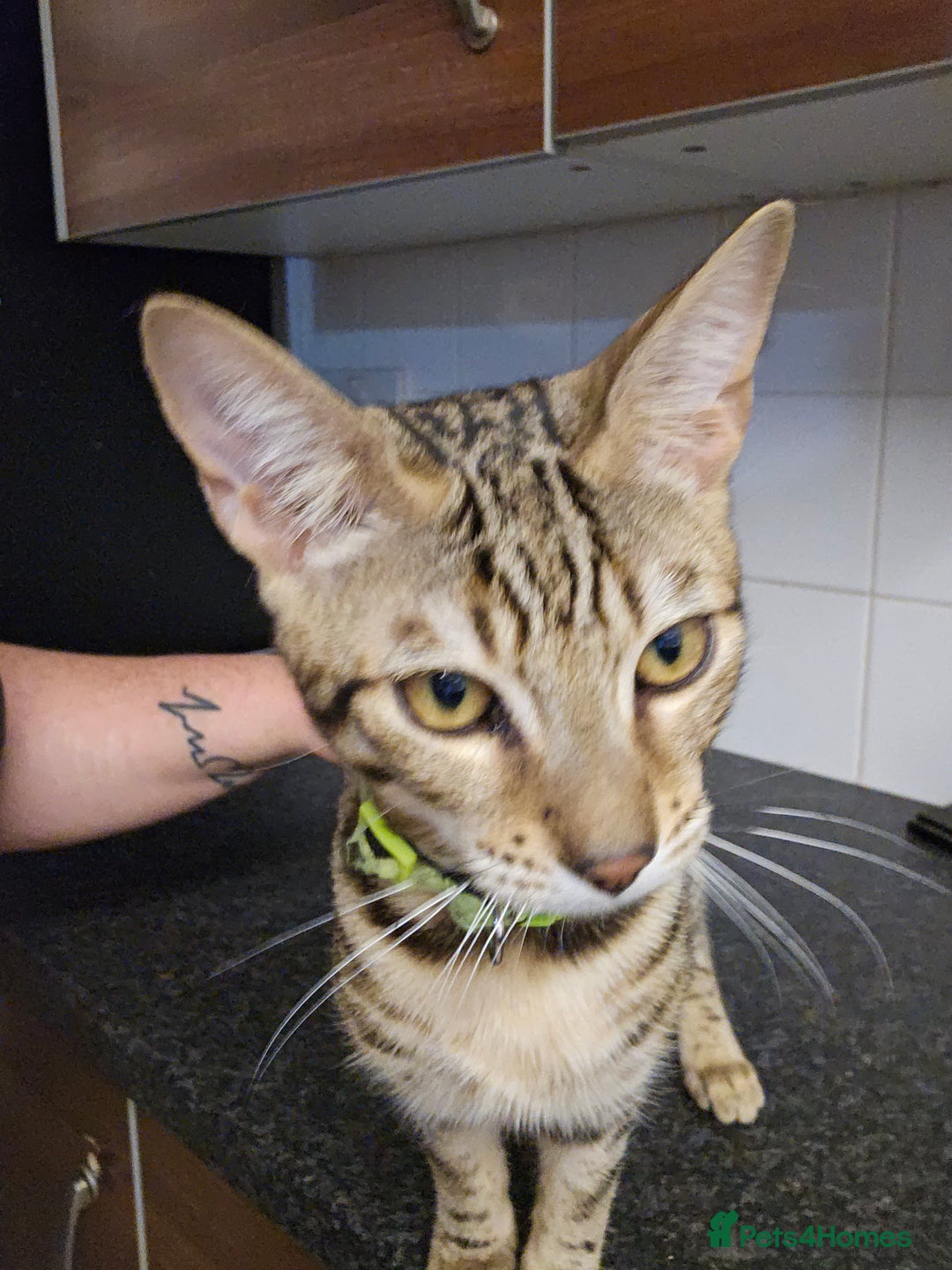 Bengal cats for sale: Silver/ mink bengals kittens  - Advert 21