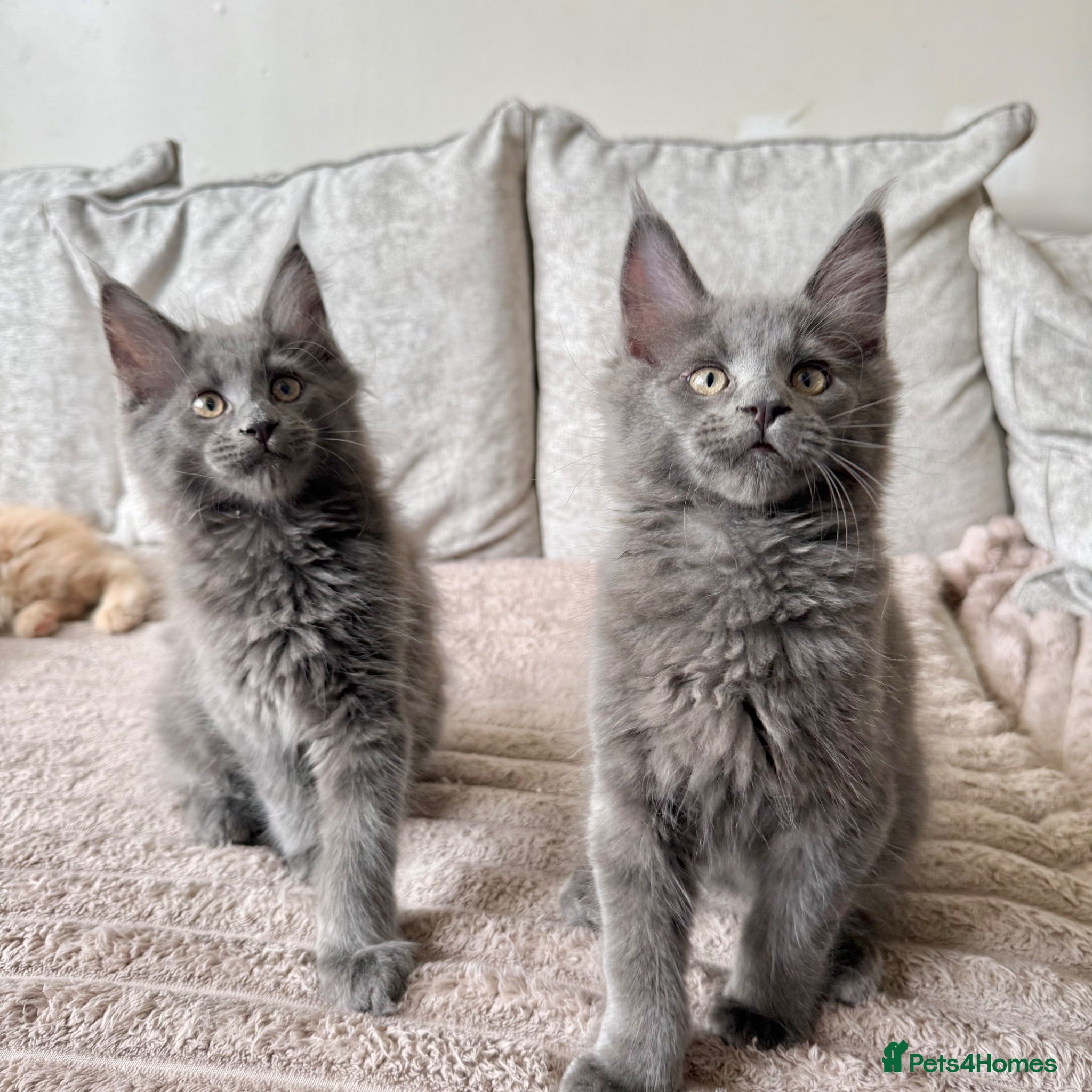Maine Coon cats Stunning XL Maine Coon Kittens - Advert 11