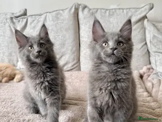 Maine Coon cats Stunning XL Maine Coon Kittens - Advert 2