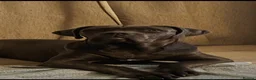 Cane Corso dogs for stud: Male cane corso stud - Advert 5
