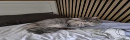 Maine Coon cats for sale: Cleo - Maine Coon - Looking for a loving home. - Advert 17