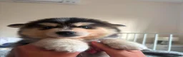 Pomsky dogs for sale: American Line Health Tested F4 Pomskys - Advert 11