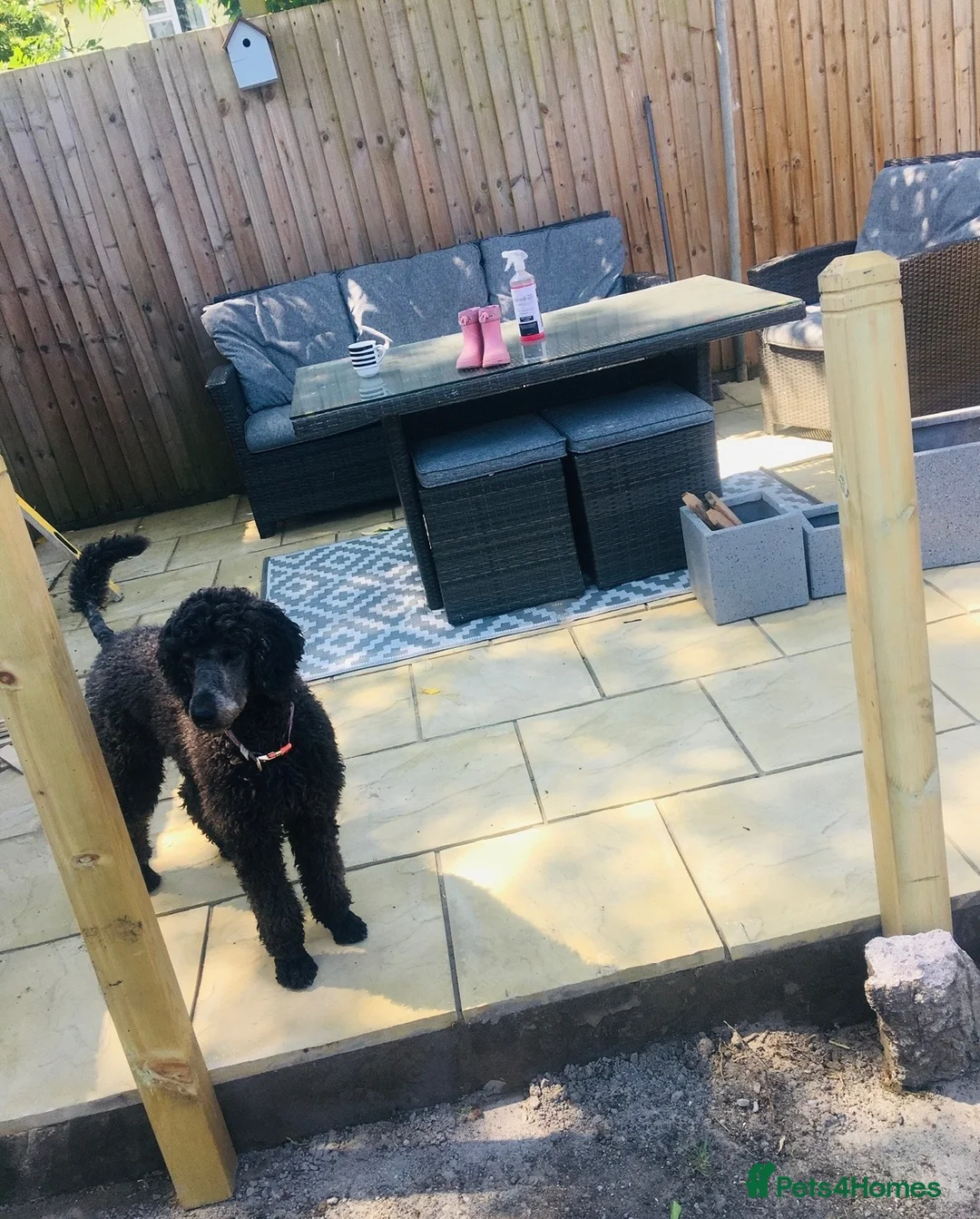 Standard Poodle dogs for sale: For Adoption age 6 🐾🐾 - Advert 2