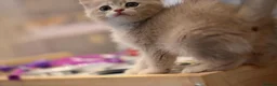 British Shorthair cats for sale: British shorthair blue golden kittens WCF/TICA - Advert 4