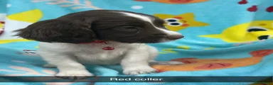Sprocker 6