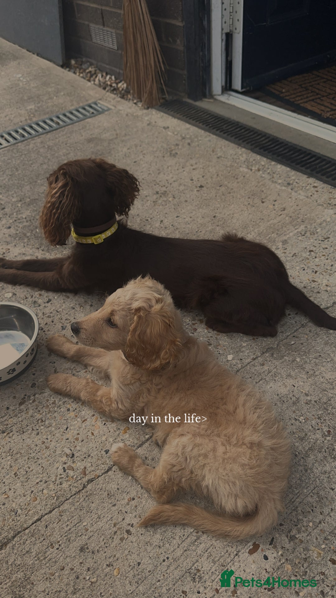 Cocker Spaniel dogs for sale: working line cocker spaniel  - Image 5
