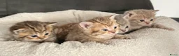 British Shorthair cats for sale: Gorgeous British shorthair kittens  - Advert 25