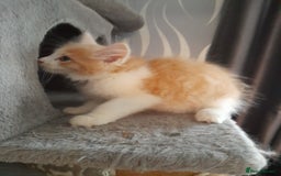Ragcoon cats for sale: Stunning, and chunky ragcoons  - Image 17