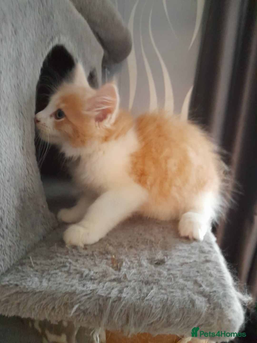 Ragcoon cats for sale: Stunning, and chunky ragcoons  - Image 17