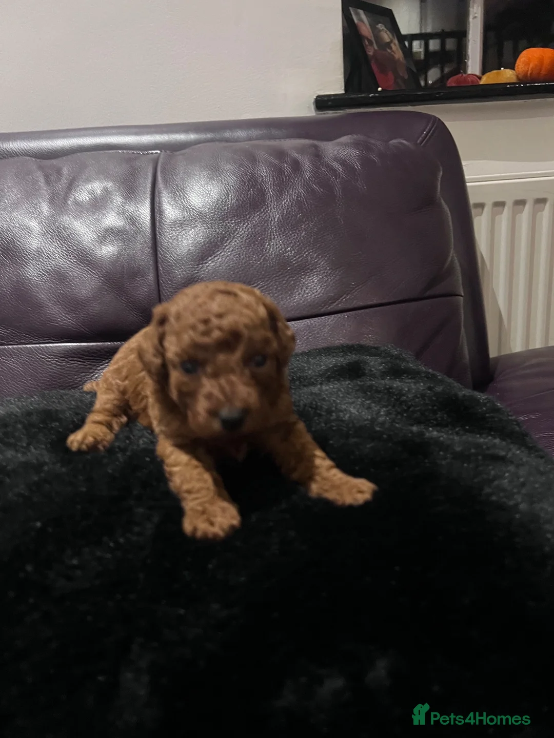 Toy Poodle dogs for sale: Deep Mahogany Asian style toy poodle  - Advert 2