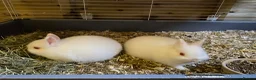 Netherland Dwarf rabbits for sale: netherland dwarfs ...8 weeks old..middlesbrough in Middlesbrough - Advert 5