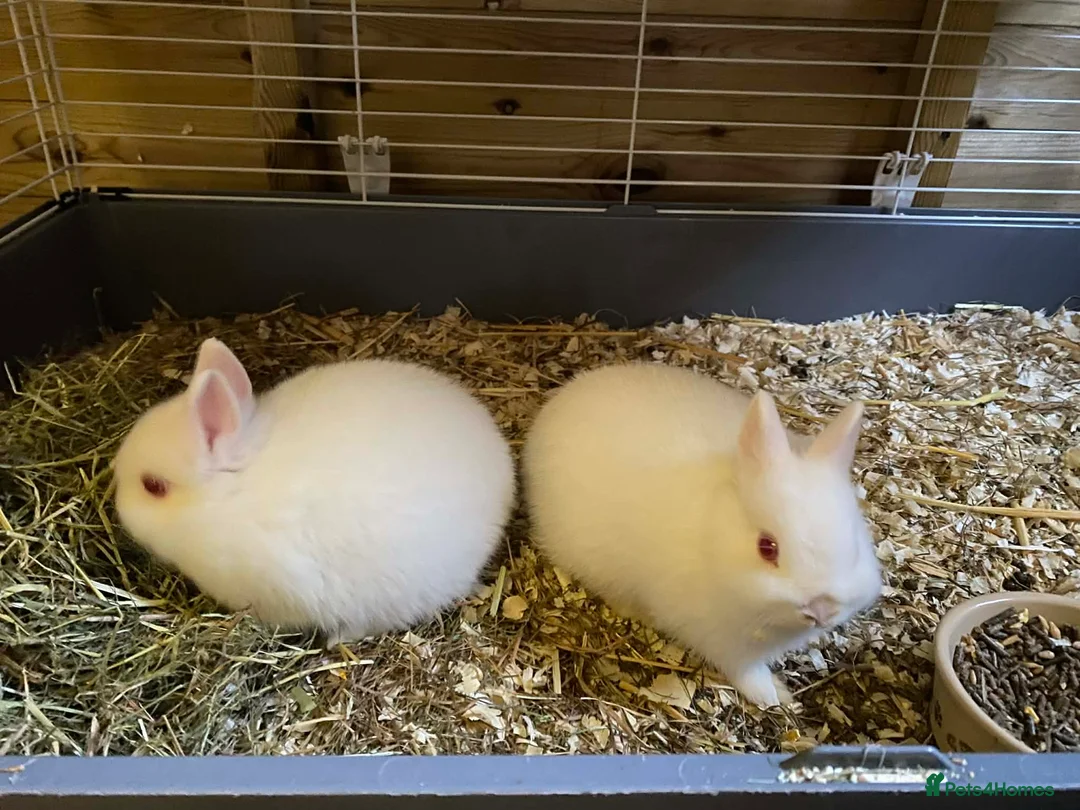 Netherland Dwarf rabbits for sale: netherland dwarfs ...8 weeks old..middlesbrough in Middlesbrough - Advert 5