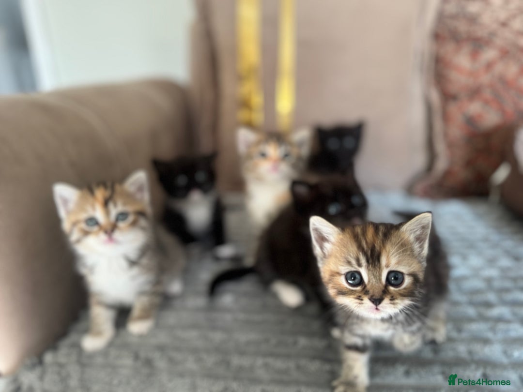 Persian cats for sale: mixed persian & bombay kittens  in Maidstone - Image 33