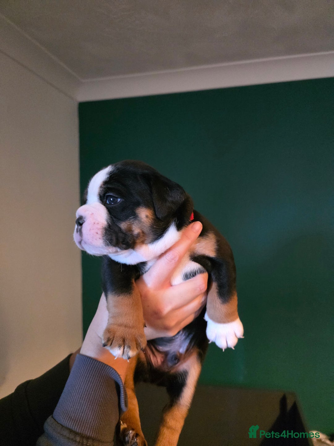 Olde English Bulldogge dogs for sale: Beautiful olde english Bulldogge pups  - Advert 22