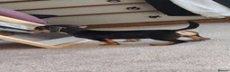 Jackshund dogs for sale: Jack Russell x dachshund  - Advert 3