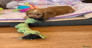 Cocker Spaniel dogs - Advert 3
