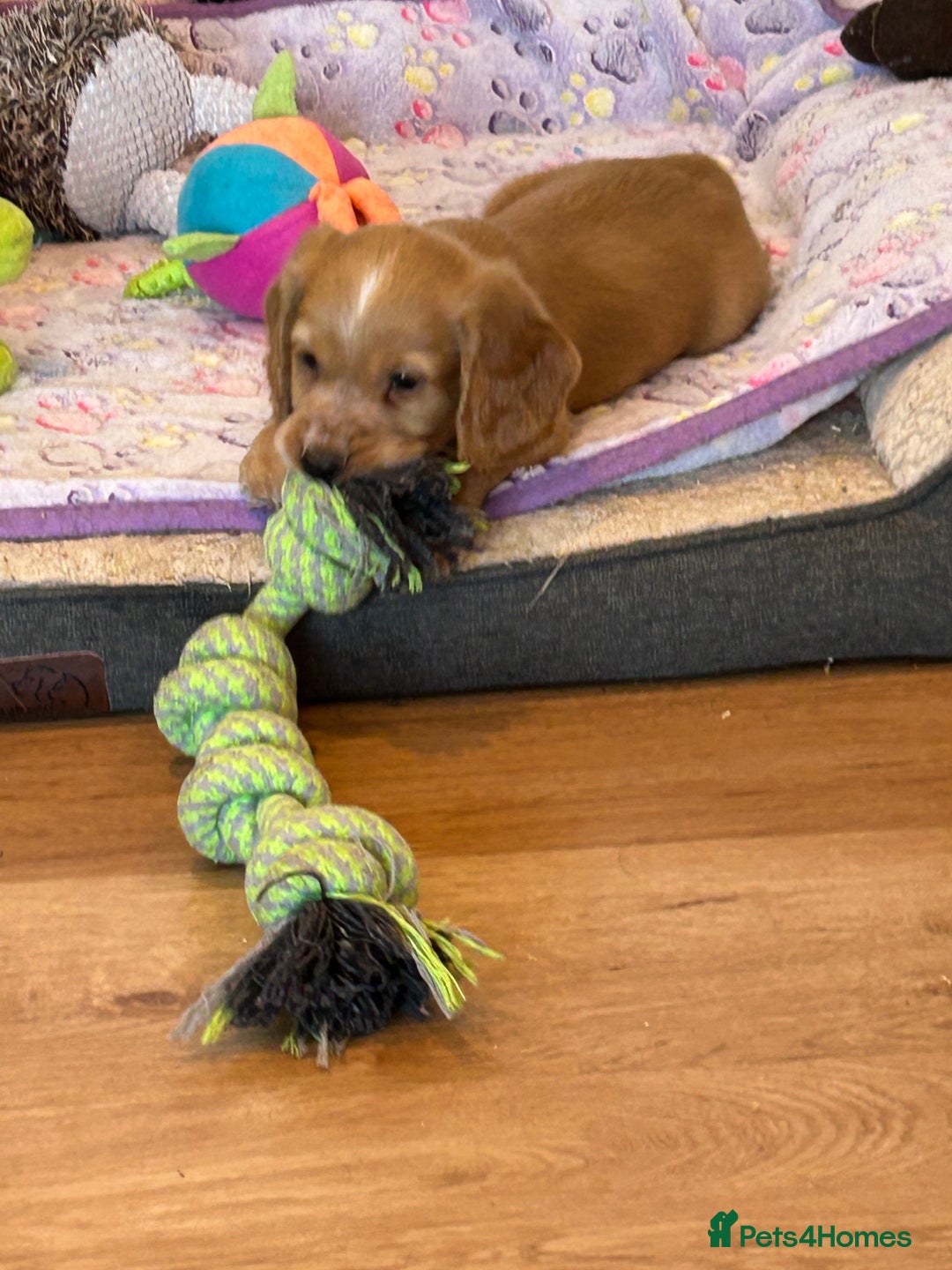 Cocker Spaniel dogs for sale: Outstanding litter KC registered working cockers  - Image 3
