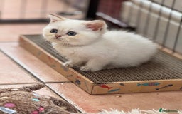 British Shorthair cats for sale: Champion sired Golden Colourpoint Kittens  - Image 9
