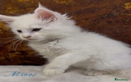 Maine Coon cats for sale: Championship line GCCF Maine Coon kittens  - Image 19