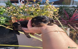 Cavapoo dogs for sale: Female Health tested Phantom Toy cavapoo  - Image 3