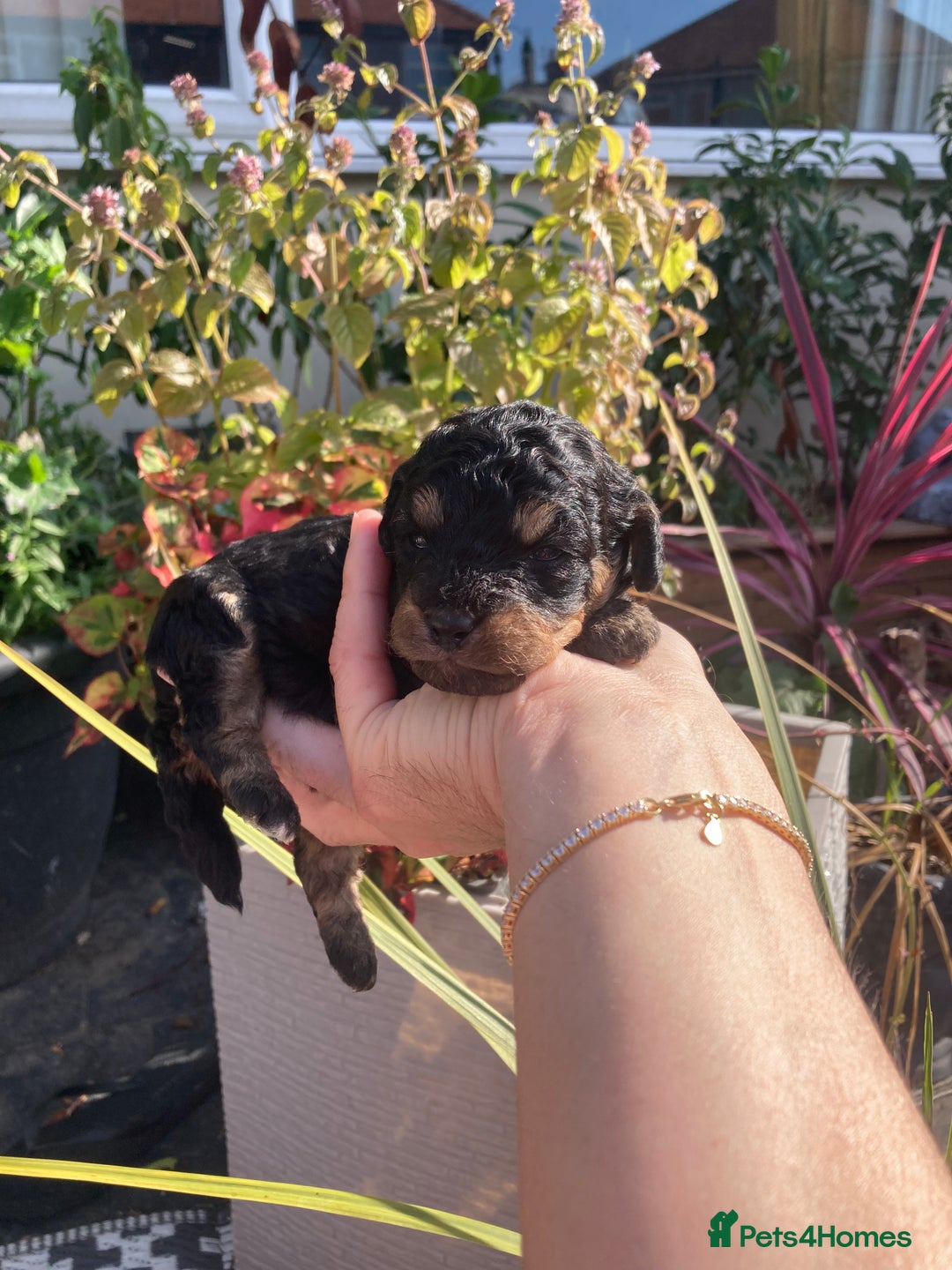 Cavapoo dogs for sale: Female Health tested Phantom Toy cavapoo  - Image 3