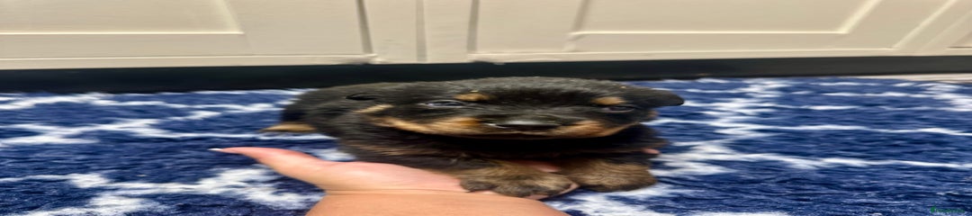 Rottweiler Puppy 6