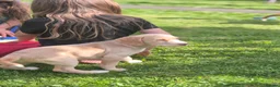 Cockerdor dogs for sale: F1b cockerdors - Advert 8