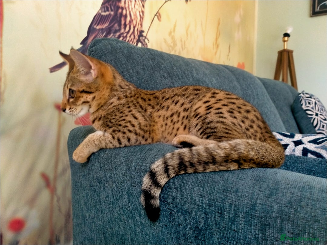 Savannah cats for sale: F3 savannah girls Tica reg + silver boy - Image 2