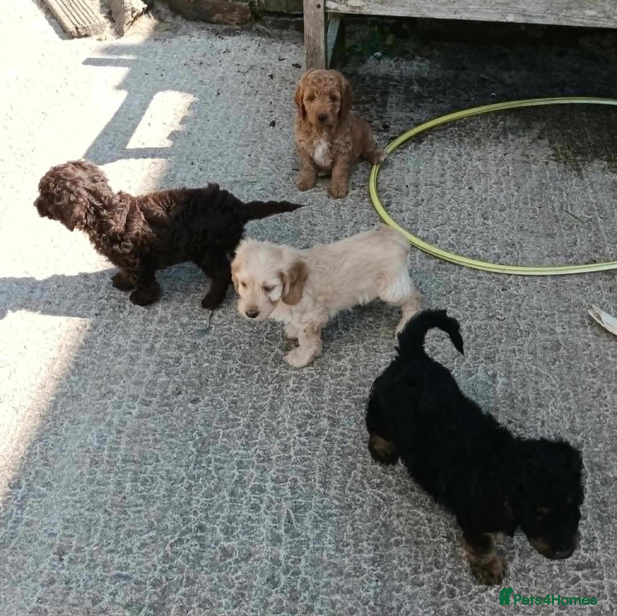 Cockapoo dogs READY NOW LOVELY F1b COCKAPOO, 5* LICENCED BREEDER - Advert 9