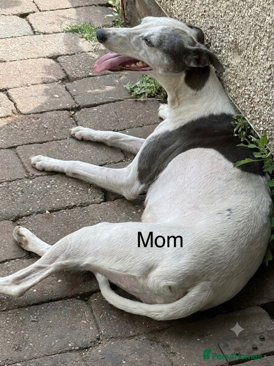 Whippet dogs Whippet Puppies  - Advert 6