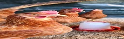Chickens poultry for sale: Great Hybrid Chicks in Coventry - Advert 4
