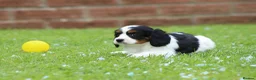 Cavapoo dogs for sale: Beautiful Cavapoo puppies for sale - Advert 8