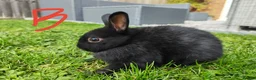 Netherland Dwarf rabbits for sale: Netherland dwarf  - Advert 12
