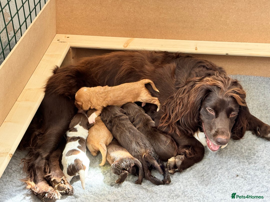 Sprocker dogs for sale: Gorgeous Homebred Sprocker Puppies - Image 16