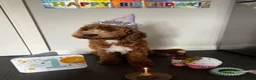 Cockapoo dogs for sale: Bruno - Advert 2