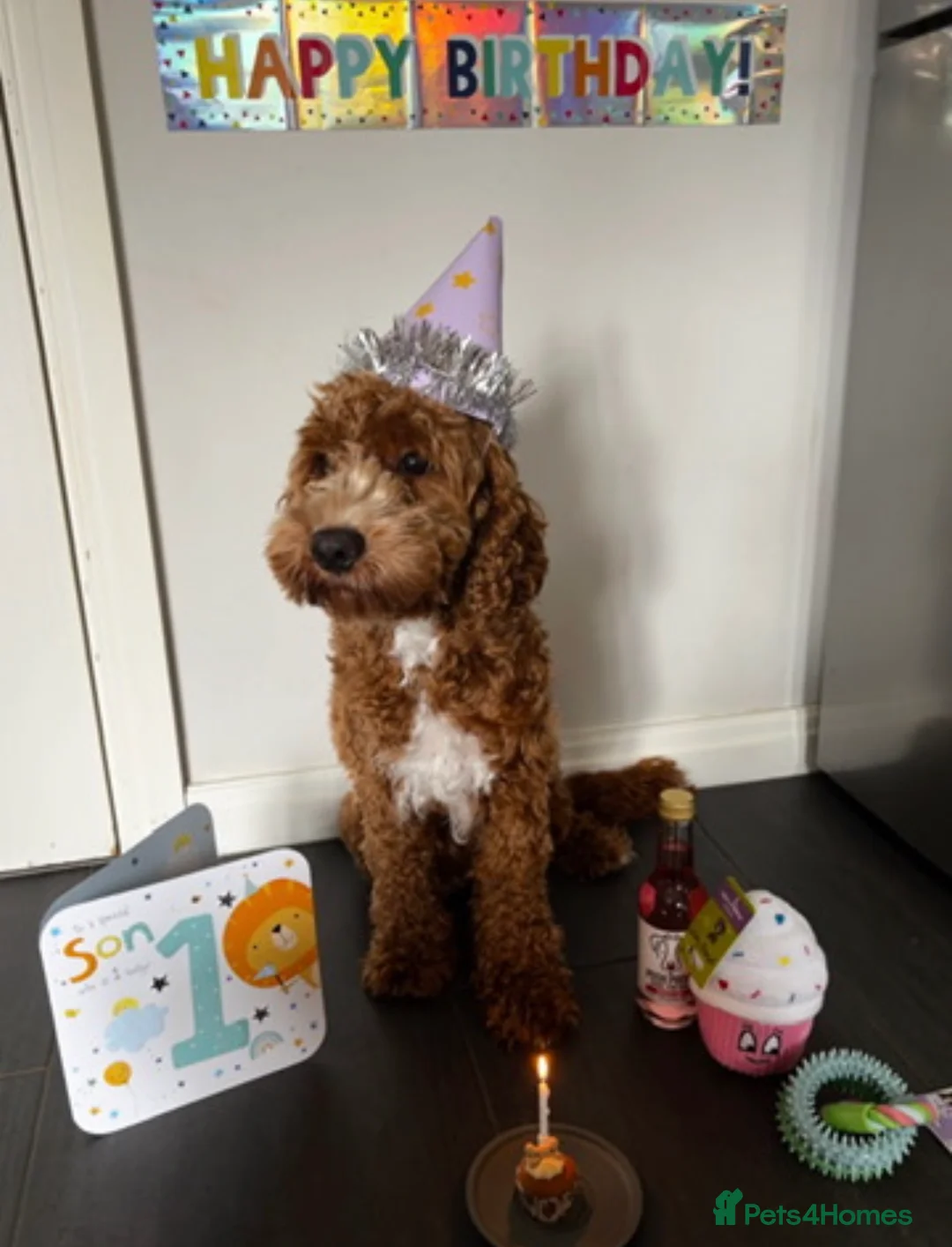 Cockapoo dogs for sale: Bruno - Advert 2
