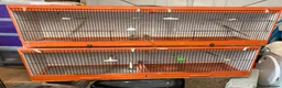 Canaries birds for sale: Breeding cages  - Advert 1