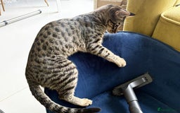 Savannah cats for sale: Reduced and ready F6 Savannah boy Koffee - Image 8