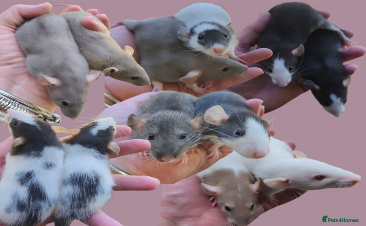 Rat rodents - Advert 5