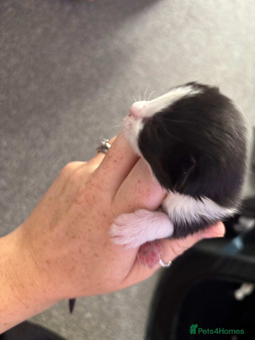 Mixed Breed cats for sale: Black and white kittens  - Image 8
