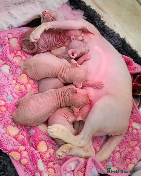 Sphynx cats for sale: Champion Sphynx kittens ready to go  - Advert 2