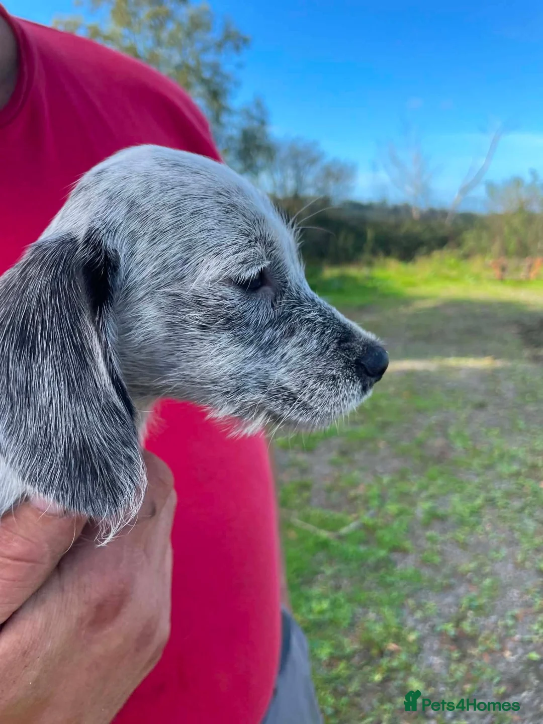 Mixed Breed dogs for sale: Beautiful cockerjacks puppies ready now. - Advert 5
