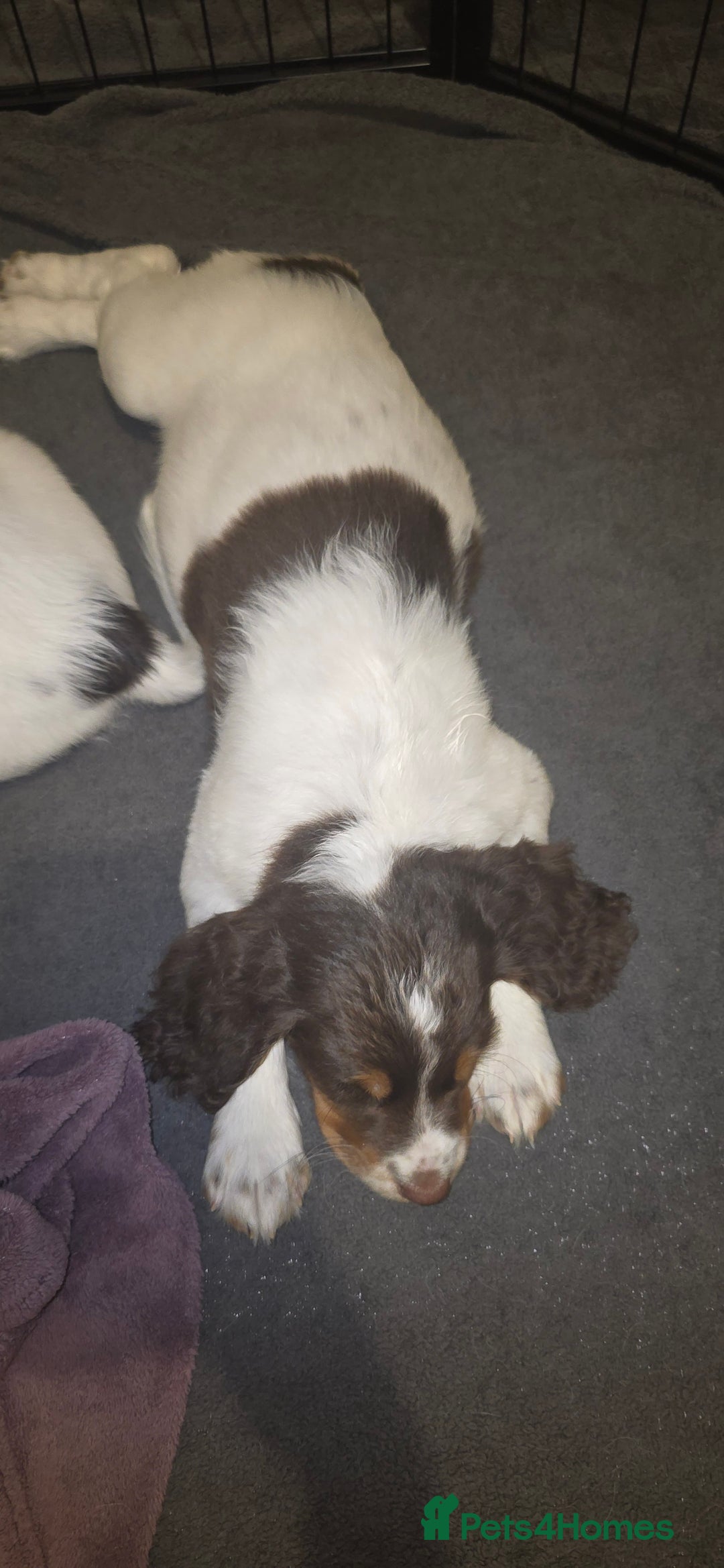 Sprocker dogs for sale: Home-Reared Sprocker Puppies  - Advert 13