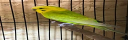 Budgerigars birds for sale: Nice Budgies pair  - Advert 2