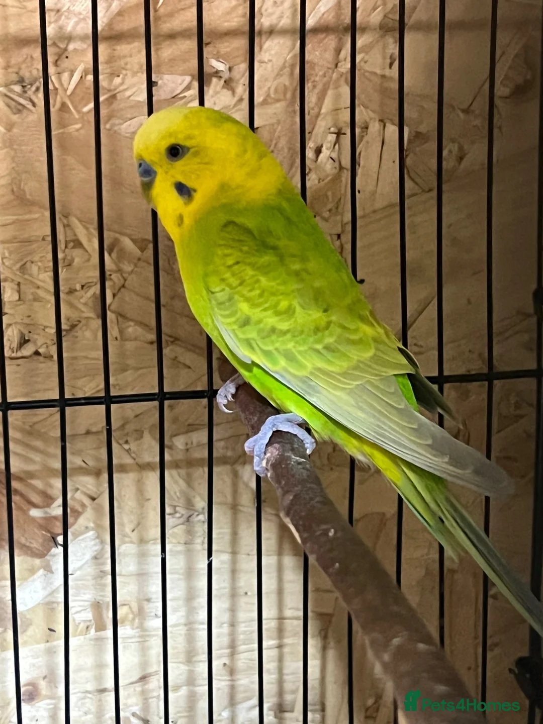Budgerigars birds for sale: Nice Budgies pair  - Advert 2