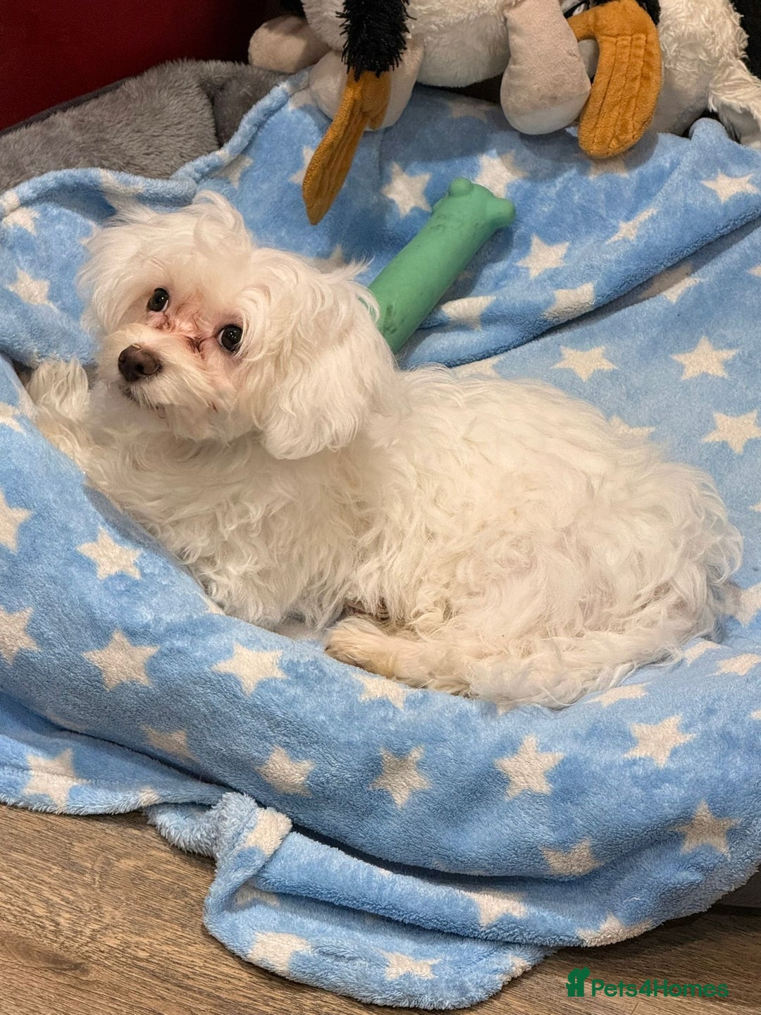 Maltese dogs for sale: Puppy named Bambi  - Advert 3