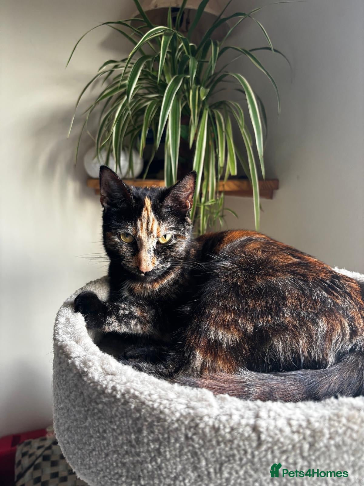 Mixed Breed cats 4 kittens - 2 male, 2 female  - Advert 4
