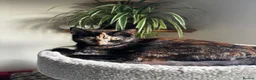 Mixed Breed cats for sale: 4 kittens - 2 male, 2 female  - Advert 1