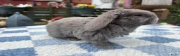 Mini Lop rabbits for sale: Two litter for sale  - Advert 12