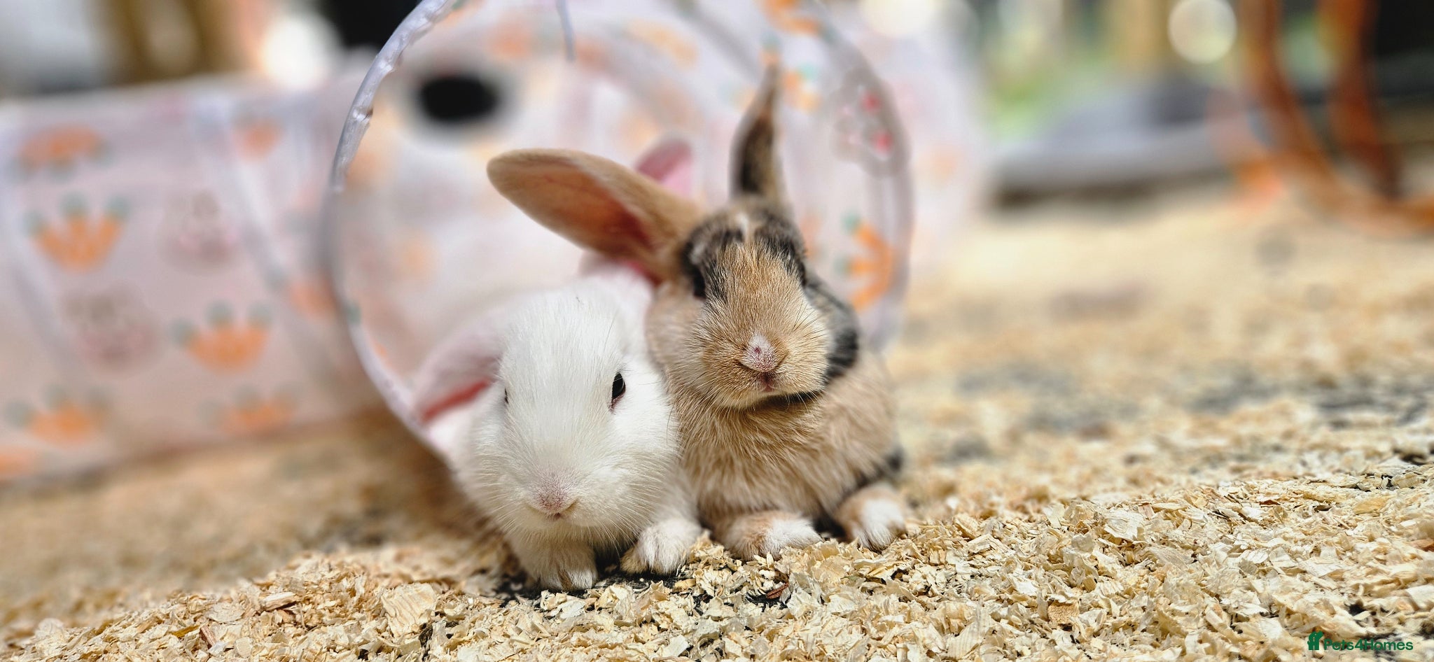 Mixed Breed rabbits 2 male rabbits for sale with hutches - Advert 1